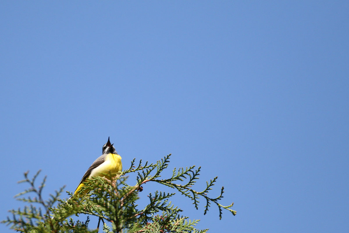 山梨県の探鳥地案内を入手したので、そのうちの２カ所に行ってみました